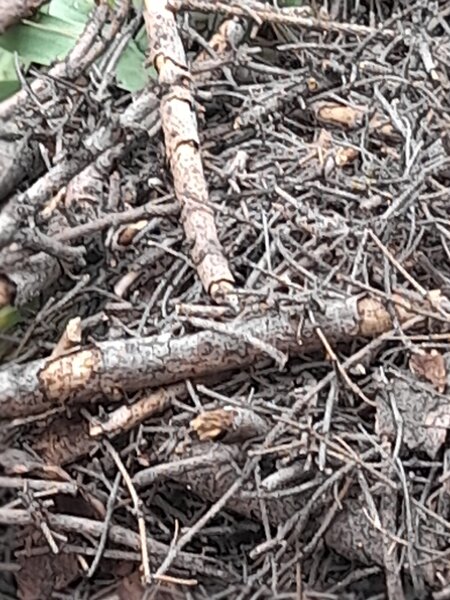 Donatie lemne de foc,