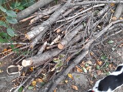 Donatie lemne de foc